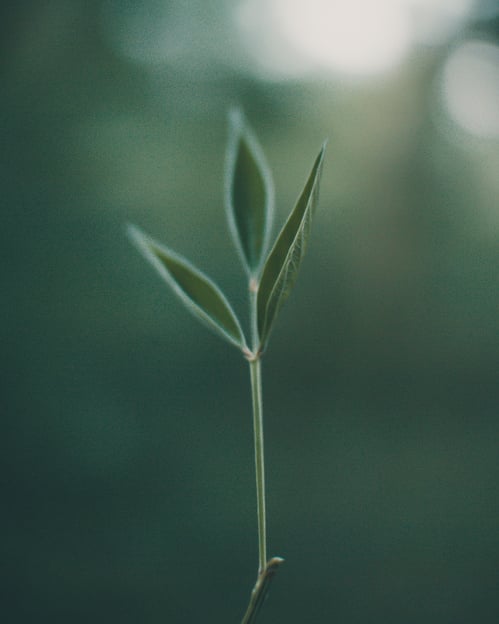 Green delicate sprout growing in nature